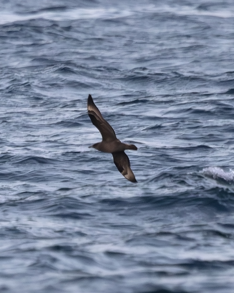 Pomarine skua